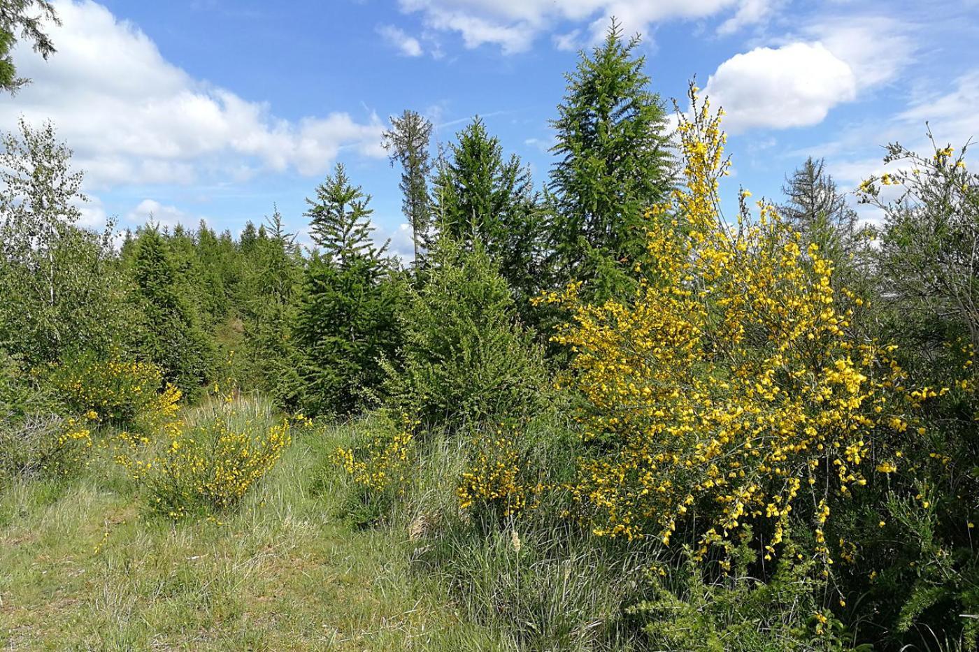 Ferienapartment Bergstation Braunlage Zewnętrze zdjęcie